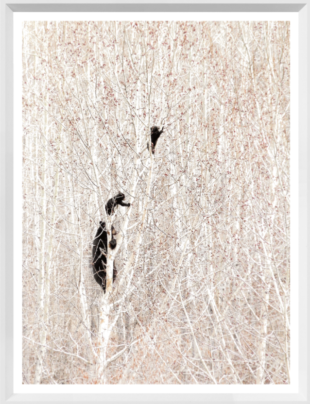 Bears in a Birch Forest
