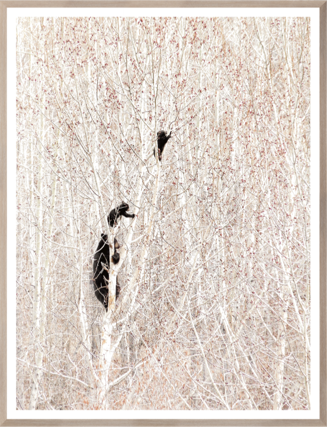 Bears in a Birch Forest