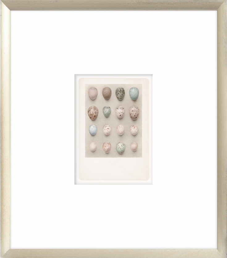 British Bird Eggs VI