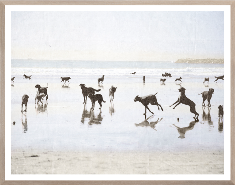 Dogs Day at the Beach