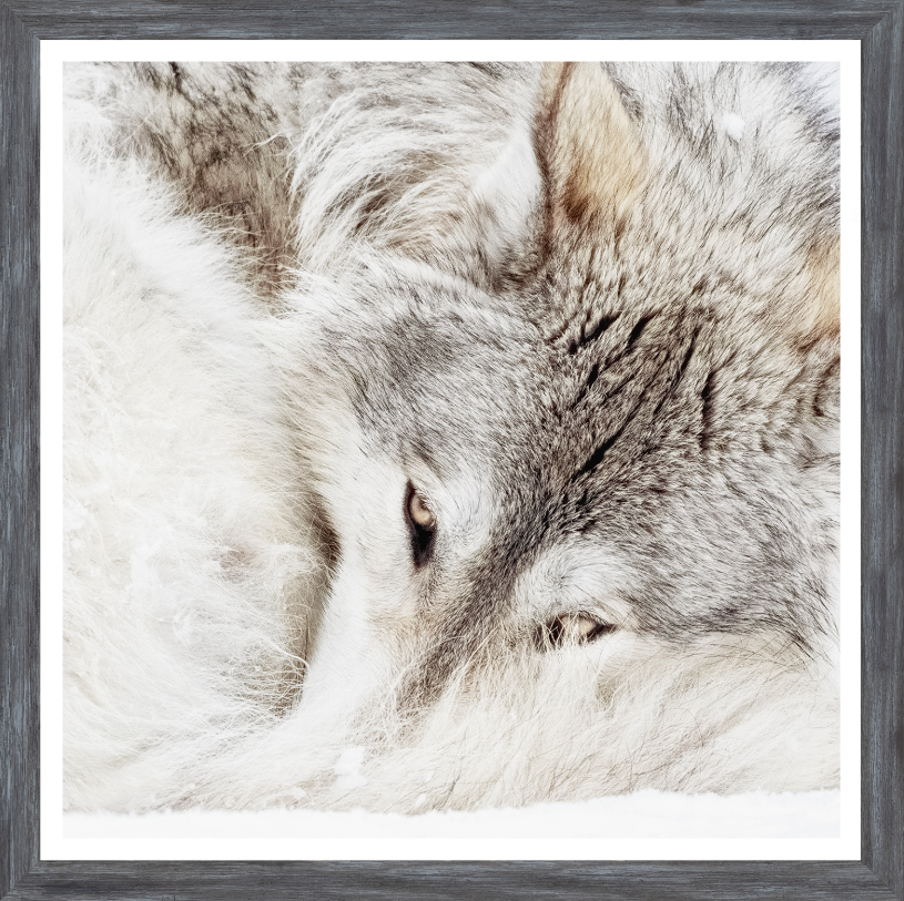Grey Wolf