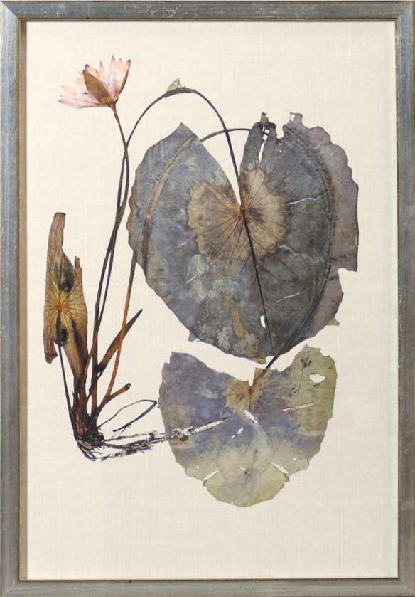 Herbarium Pressings VII
