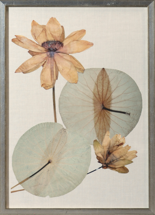Herbarium Pressings V