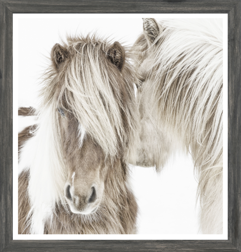 Icelandic Ponies