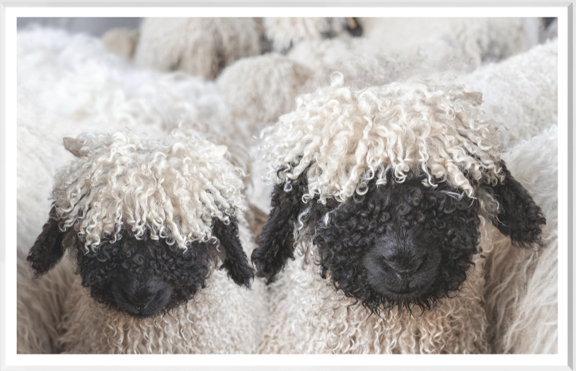 Valais Blacknose Sheep - White