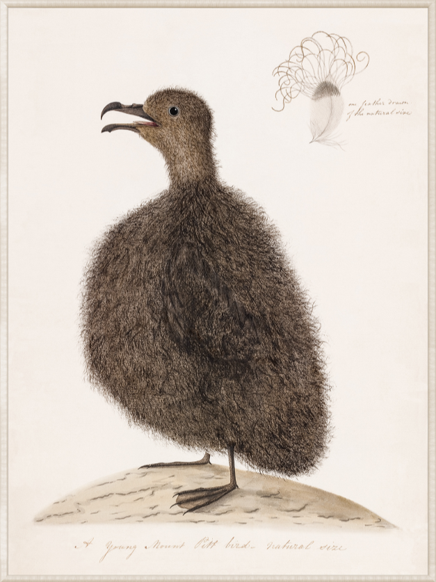 Young Mount Pitt Bird