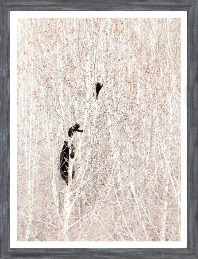 Bears in a Birch Forest