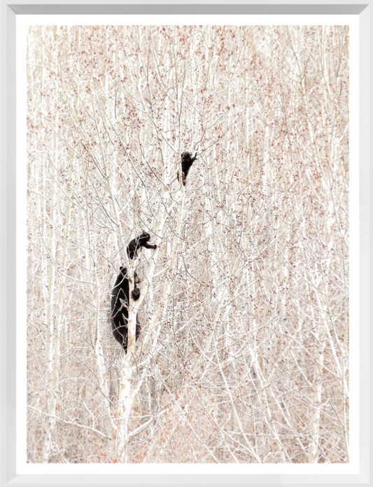 Bears in a Birch Forest