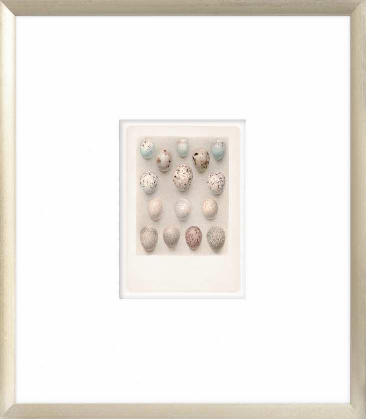 British Bird Eggs V