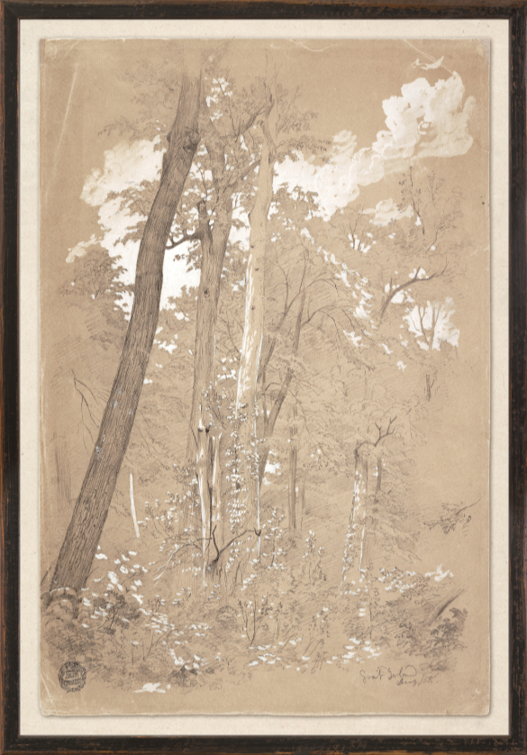 Collection 23 - Chestnut Trees, Niagara River C. 1858