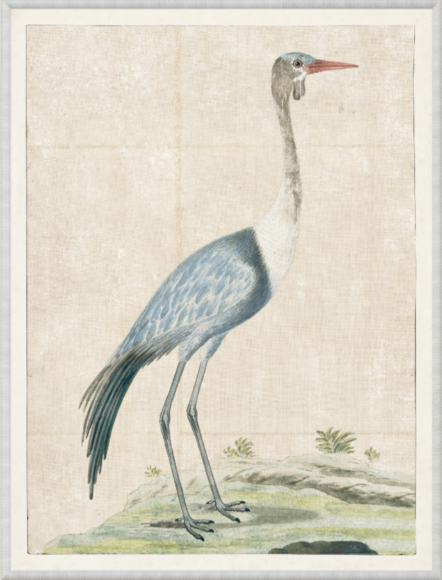 Gordon - Wattled Crane, 1778