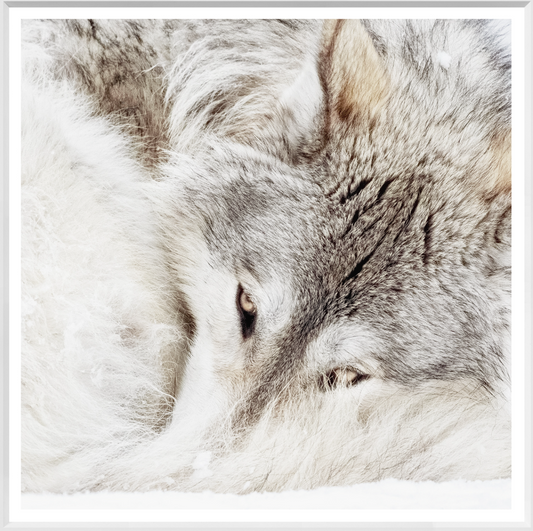 Grey Wolf