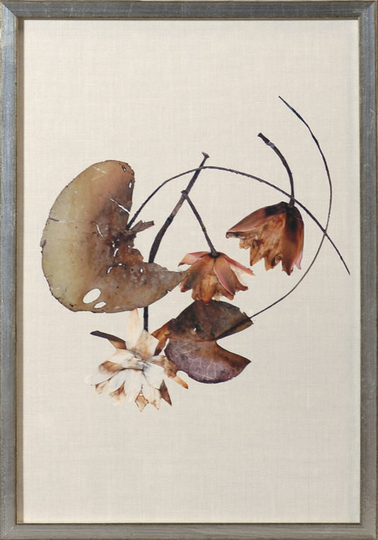 Herbarium Pressings IV