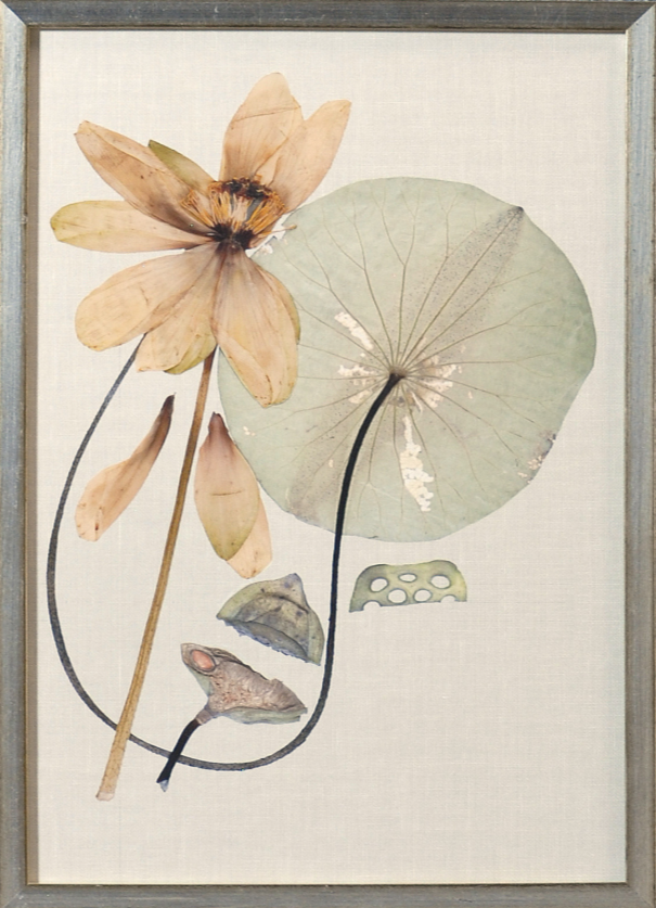 Herbarium Pressings VI