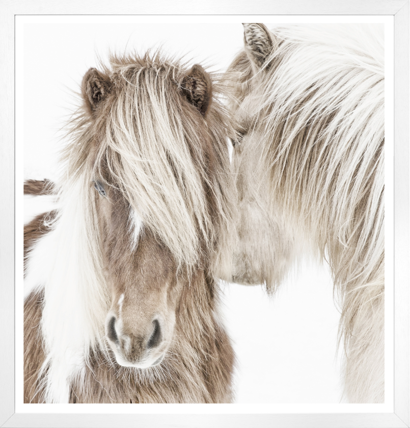 Icelandic Ponies