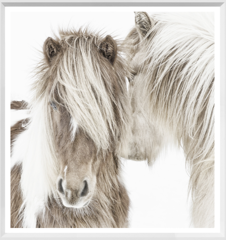 Icelandic Ponies