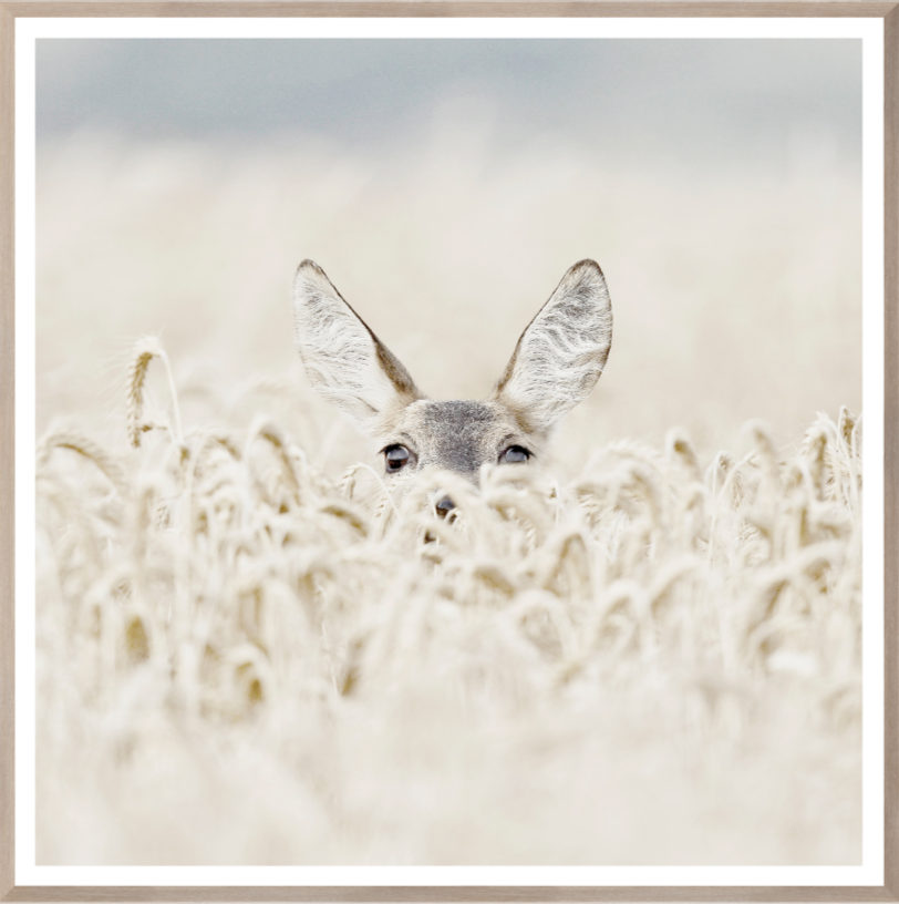 Peekabo Deer