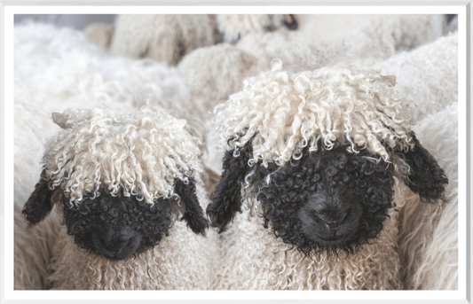 Valais Blacknose Sheep - White